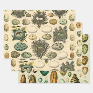 Vintage Kunstmalerei von Vogeleiern im Nest Naturg Geschenkpapier Set