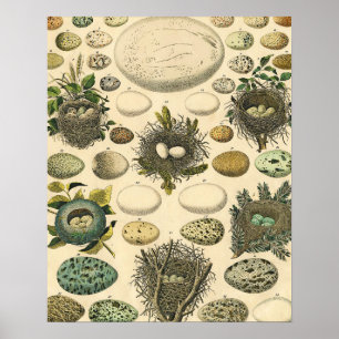 Vintage Kunstmalerei von Vogeleiern im Nest Naturg Poster