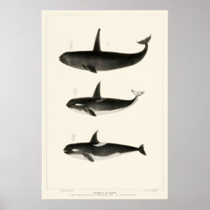 Vintage-Kunstposter Orca-Wal 19. Jahrhundert Marin Poster