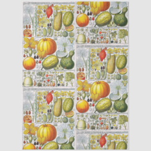 Vintage-Kürbisse Flaschenkürbisse Botanische Buchp Seidenpapier