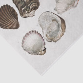 Vintage Küstenseashell Seidenpapier (Ausschnitt)