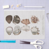 Vintage Küstenseashell Seidenpapier (Handwerk)