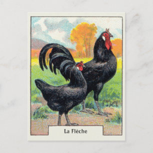 Vintage La Fleche Hühnchen Postkarte