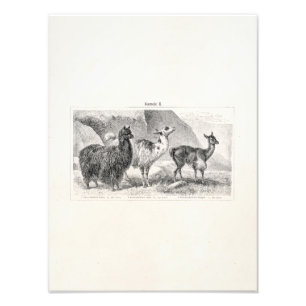 Vintage Lama-Alpaka-Schablonen-Lama-Alpakas Fotodruck