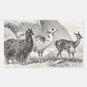 Vintage Lama Alpaka Vorlage Lamas Alpakas Rechteckiger Aufkleber