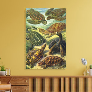 Vintage Landschildkröten und Meeresschildkröten vo Leinwanddruck