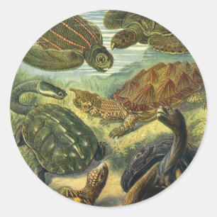 Vintage Landschildkröten und Meeresschildkröten vo Runder Aufkleber