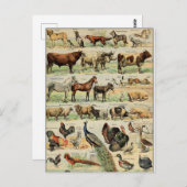 Vintage Landtiere Postkarte (Vorne/Hinten)