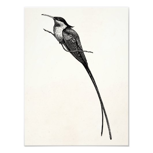 Vintage Langschwanz-Hummingbird-Illustration Fotodruck (Vorne)