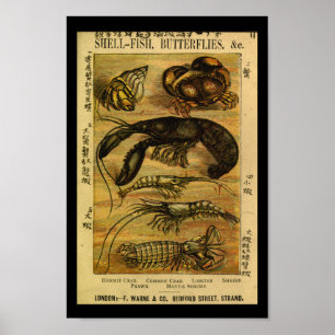 Vintage Languste Naturgeschichte Poster