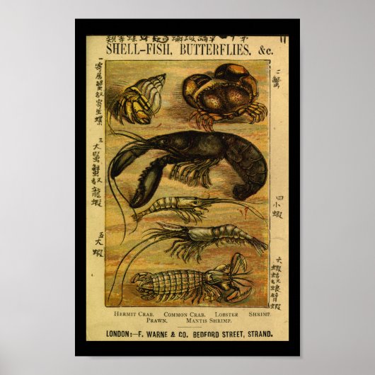 Vintage Languste Naturgeschichte Poster (Vorne)