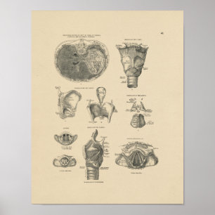 Vintage Larynx Anatomie 1880 Print Poster