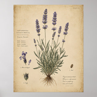 Vintage-Lavendel-Botanik-Kunstprint Poster