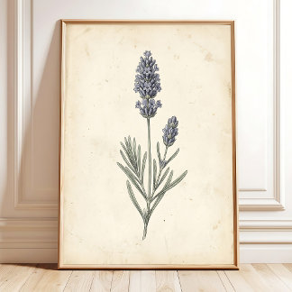 Vintage-Lavendel-Botanik-Wandkunst Poster