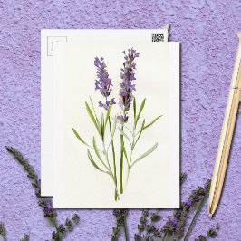 Vintage Lavendel Postkarte