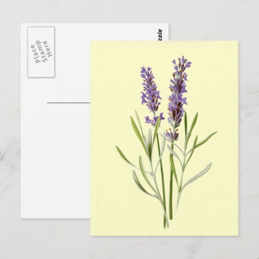 Vintage Lavender Postkarte (Vorne/Hinten)
