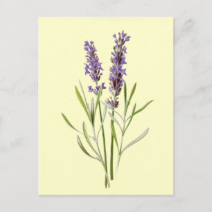 Vintage Lavender Postkarte