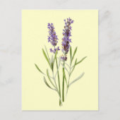 Vintage Lavender Postkarte (Vorderseite)