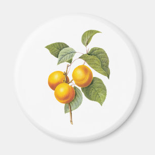 Vintage-Lebensmittel-Frucht, Aprikose Pfirsich von Magnet