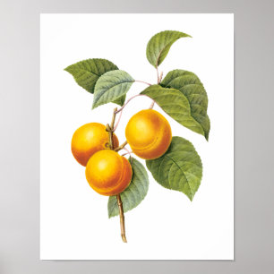 Vintage-Lebensmittel-Frucht, Aprikose Pfirsich von Poster
