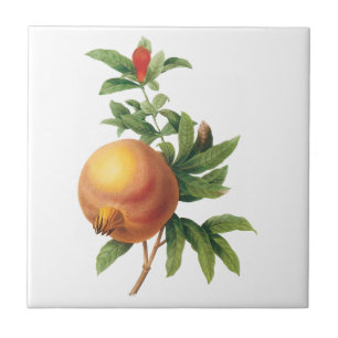 Vintage-Lebensmittel Frucht, Granatapfel von Redou Fliese