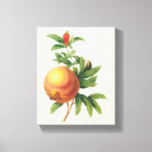 Vintage-Lebensmittel Frucht, Granatapfel von Redou Leinwanddruck
