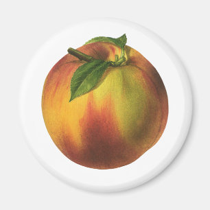 Vintage-Lebensmittel Frucht, reife Bio-Pfirsich mi Magnet