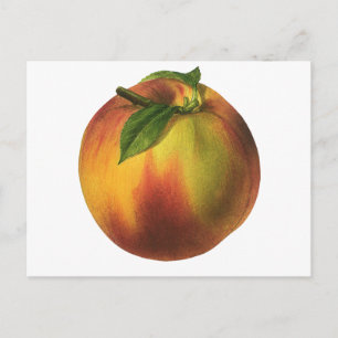 Vintage-Lebensmittel Frucht, reife Bio-Pfirsich mi Postkarte