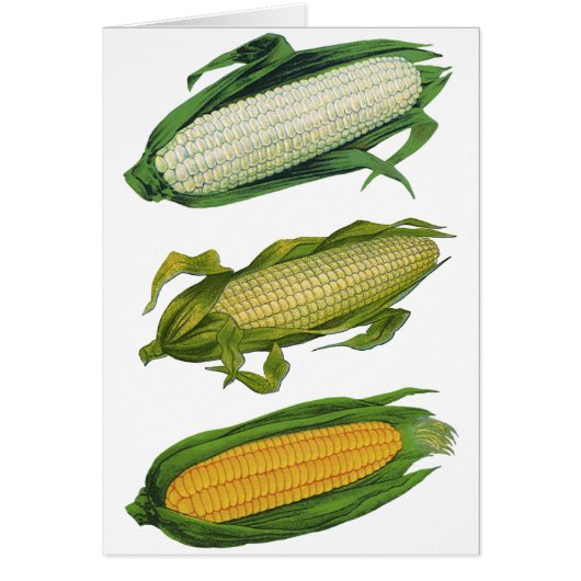 Vintage Lebensmittel gesunde Gemüse, frischer Mais (Vorne)