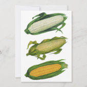 Vintage Lebensmittel gesunde Gemüse, frischer Mais (Vorderseite)