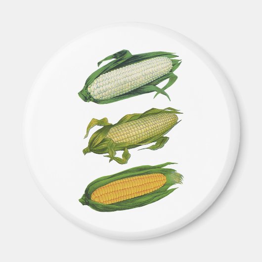 Vintage Lebensmittel gesunde Gemüse, frischer Mais Magnet (Vorne)