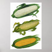 Vintage Lebensmittel gesunde Gemüse, frischer Mais Poster (Vorne)