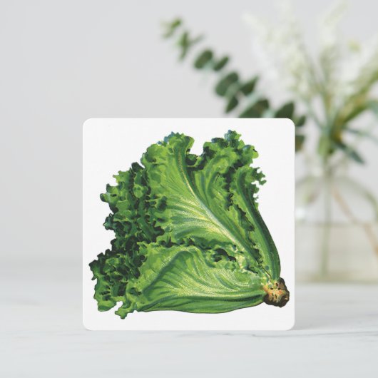 Vintage Lebensmittel Grüne Leaf Lettuce Infusion (Stehend Vorderseite)