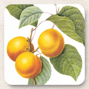 Vintage-Lebensmittel Obst, Aprikose Pfirsich von R Getränkeuntersetzer