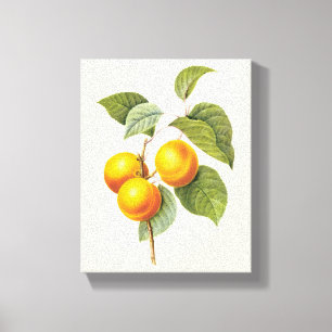 Vintage-Lebensmittel Obst, Aprikose Pfirsich von R Leinwanddruck