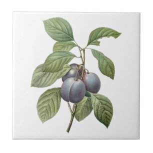 Vintage-Lebensmittel Obst, lila Gartenpflaumen von Fliese