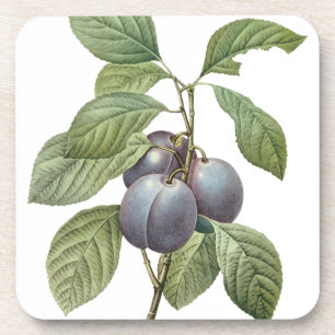 Vintage-Lebensmittel Obst, lila Gartenpflaumen von Getränkeuntersetzer