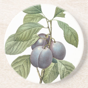 Vintage-Lebensmittel Obst, lila Gartenpflaumen von Sandstein Untersetzer