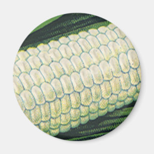 Vintage-Lebensmittelgemüse weiße Maiskolben Magnet