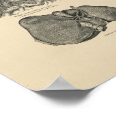 Vintage Leberanatomie 1880 Druck Poster (Ecke)