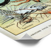 Vintage Lebewesen des Ozeanlebens Poster (Ecke)