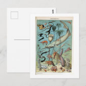 Vintage Lebewesen des Ozeanlebens Postkarte (Vorne/Hinten)