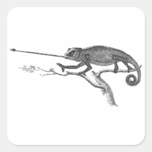 Vintage-Leguan-Chamäleon-Illustrationsvorlage Quadratischer Aufkleber