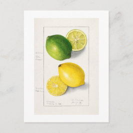 VINTAGE "LEMONS" AMANDA ALMIRA NEWTON 1908 POSTKARTE