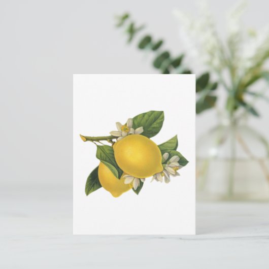 Vintage Lemons-Illustration Postkarte (Stehend Vorderseite)