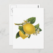 Vintage Lemons-Illustration Postkarte (Vorne/Hinten)