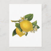 Vintage Lemons-Illustration Postkarte (Vorderseite)