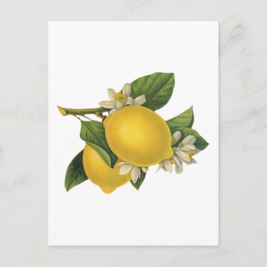 Vintage Lemons-Illustration Postkarte (Vorderseite)