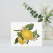 Vintage Lemons-Illustration Postkarte (Stehend Vorderseite)