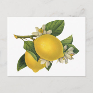 Vintage Lemons-Illustration Postkarte